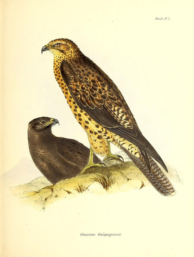 Falcons. Antique Illustration Mixed Media by World Art Collective