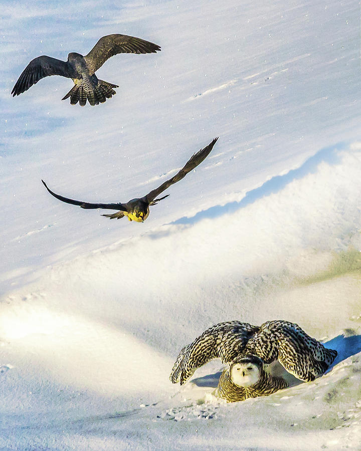 Falcons Attack Snowy Owl Photograph by Bob Orsillo