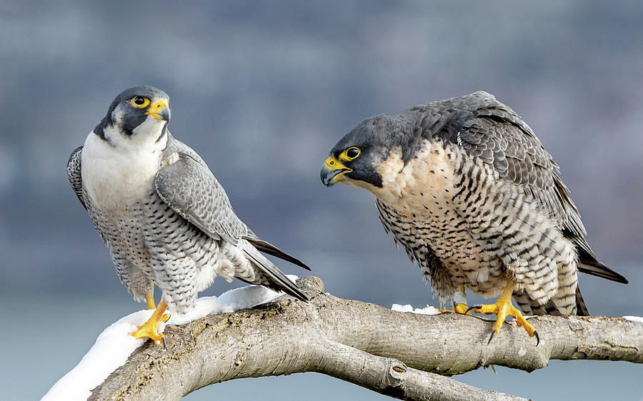 Falcons in Winter Photograph by Kevin Suttlehan