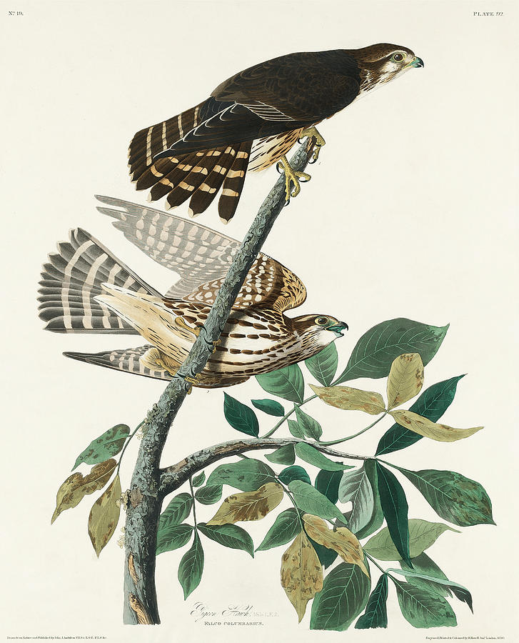 Falcons. John James Audubon Mixed Media by World Art Collective