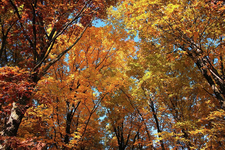 Fall 08 Photograph by Bruce Richardson