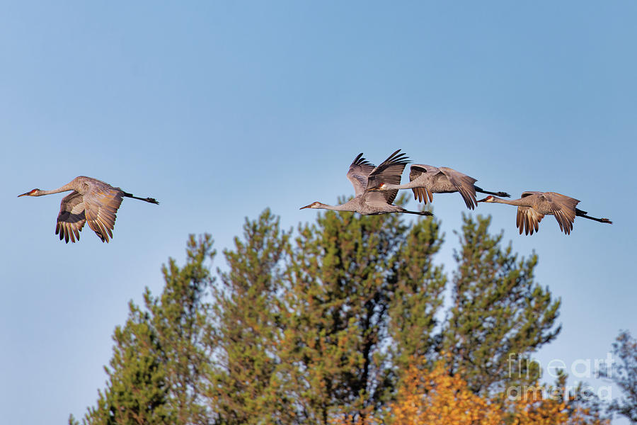 Fall 2021 Crex Meadows Sandhill Crane 3 Photograph by Natural Focal Point Photography