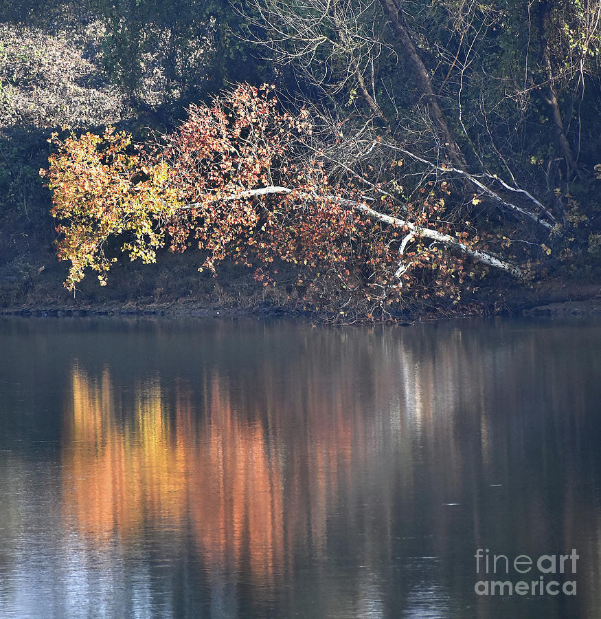 Fall A Soft Reflection Photograph
