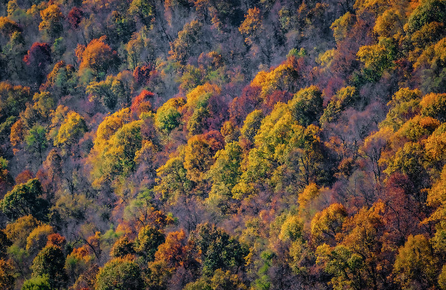 Fall Abstract Photograph by David Downs