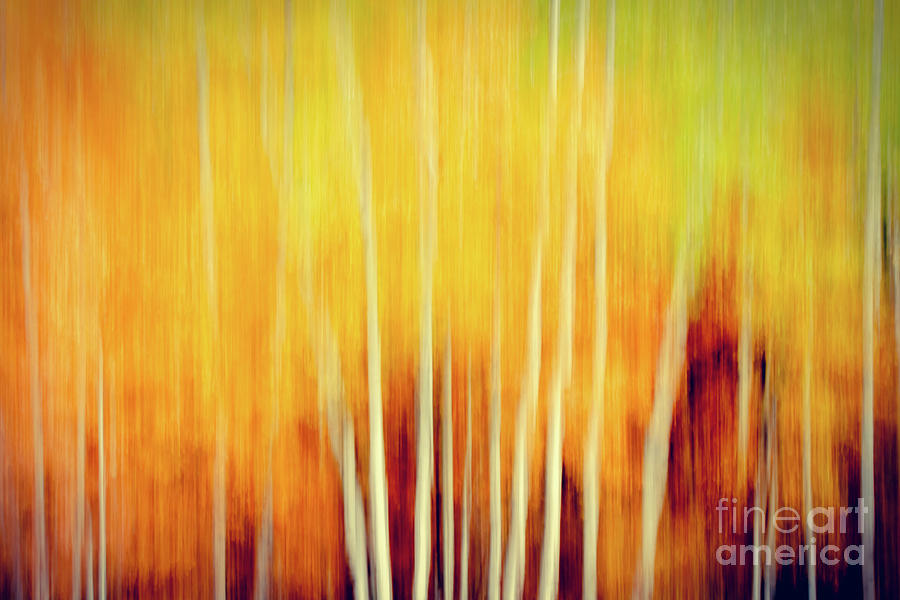 Fall Abstract Photograph by Lori Dobbs