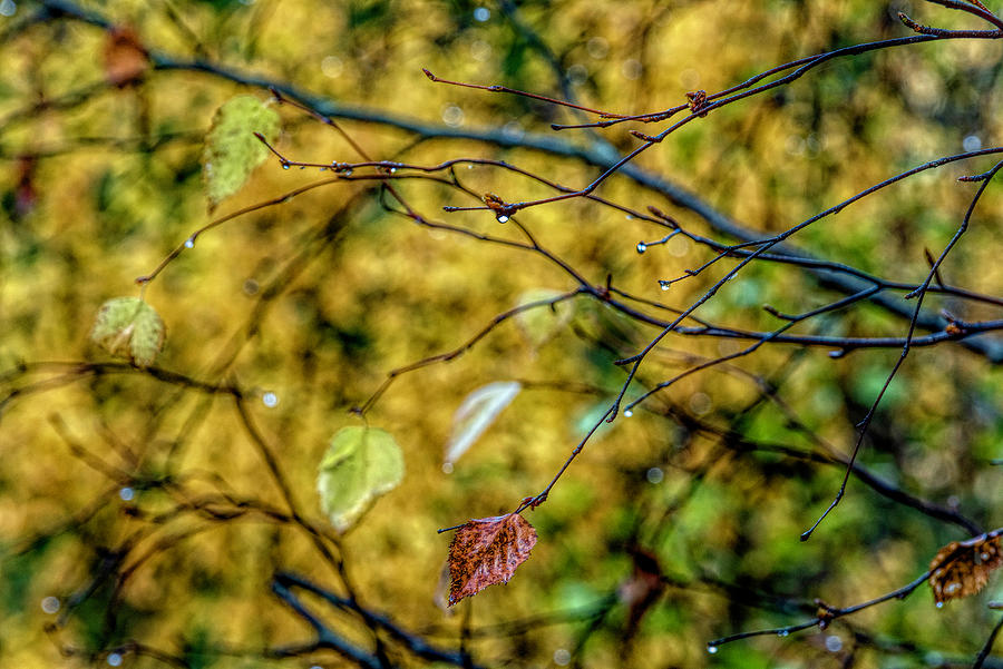 Fall Abstract Photograph by Pamela Dunn-Parrish