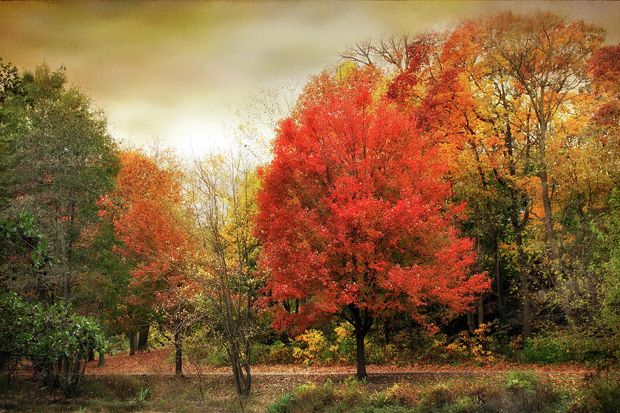 Fall Aflame Photograph by Jessica Jenney