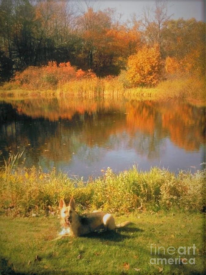 Fall and a Cherished Pup Photograph by John Anderson