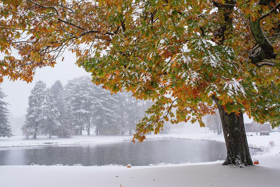 Fall and Winter combine at Patton Park in Hamilton Massachusetts Snowliage. Fall Foliage Snow storm. Photograph by Toby McGuire