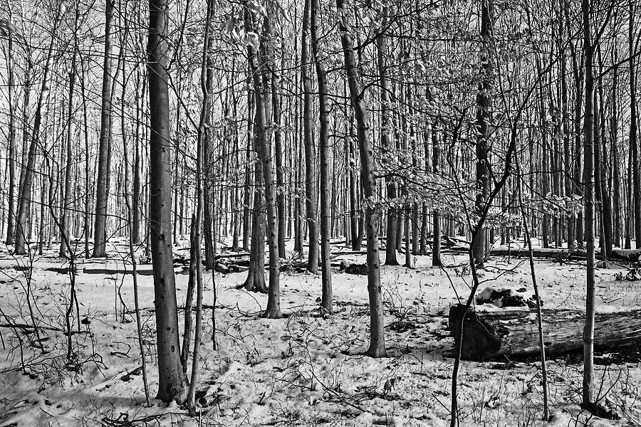 Fall And Winter Forest Black And White Photograph by Debbie Oppermann