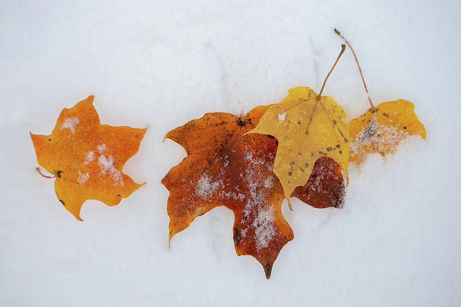 Fall and Winter Photograph by Lauri Novak