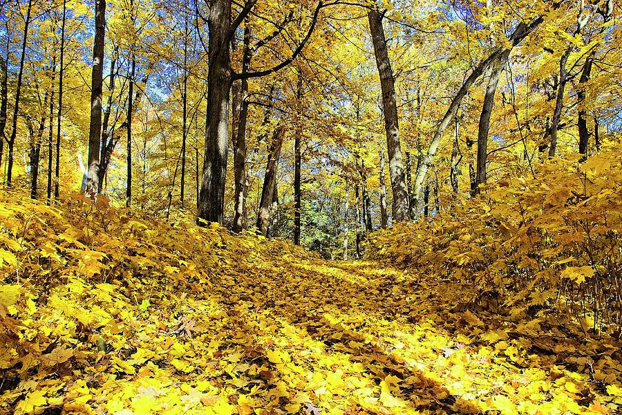 Fall Arboretum Trail 2 Photograph by Steven Ralser
