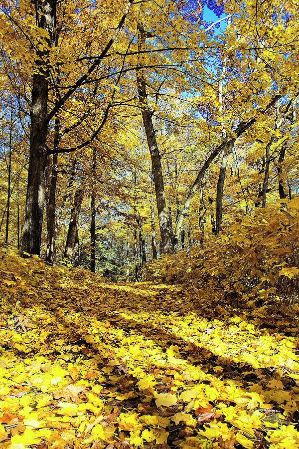 Fall Arboretum Trail 3 Photograph by Steven Ralser