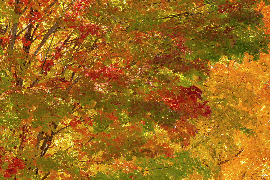 Fall Art, Randolph, North Carolina, Fall Colors Photograph by Eric Abernethy