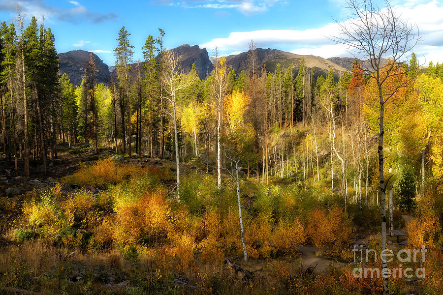 Fall Aspen glowing in the sunlight in Rocky Mountain National Par Photograph by Ronda Kimbrow