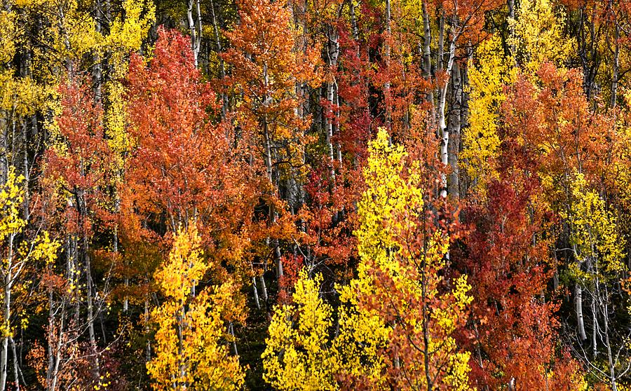 Fall Aspen Trees Photograph by Charlotte Schafer
