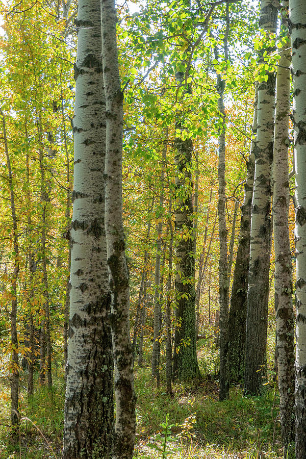 Fall Photograph - Fall aspen woods in Alberta by Phil And Karen Rispin