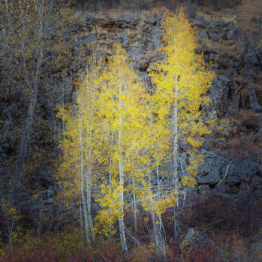 Tree Photograph - Fall Aspens and Stones by Mike Lee