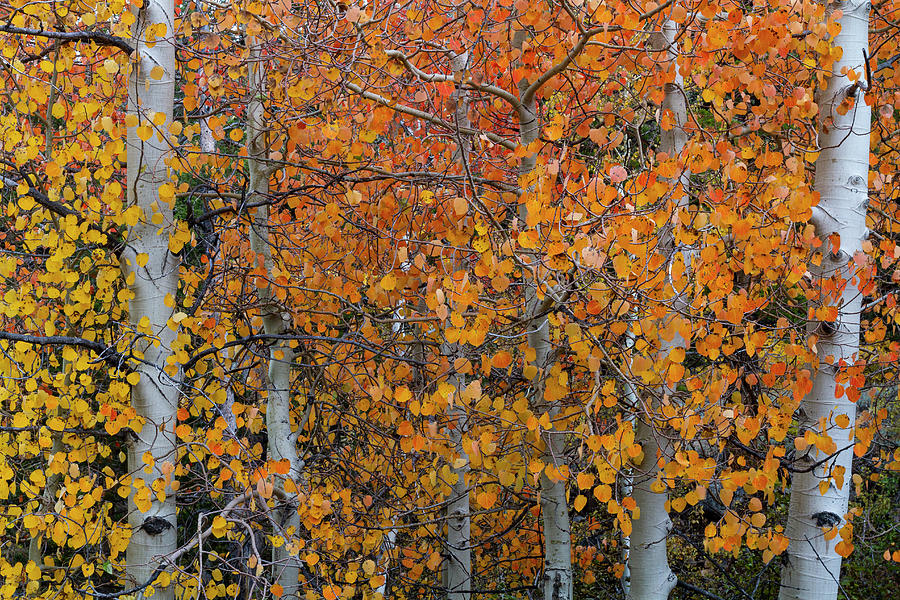Fall Aspens of the Sierras Photograph by Mark Miller