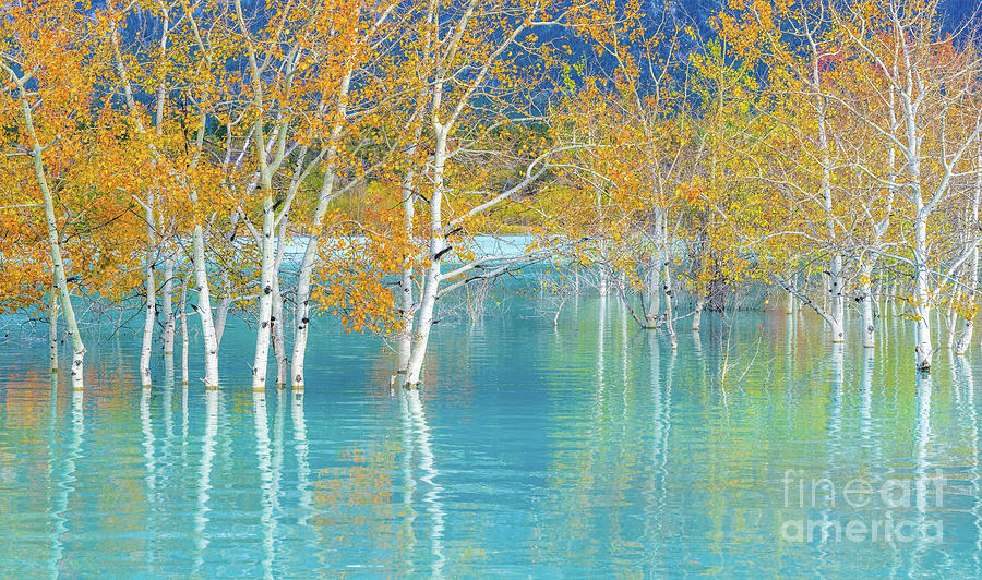 Fall Aspens Water Reflection Photograph