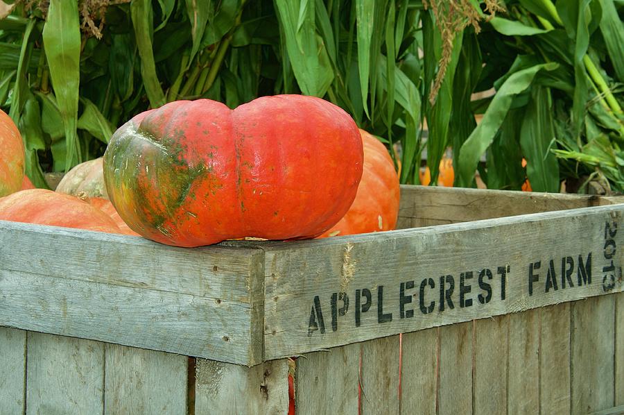 Fall at Apple Crest Farm Photograph by Caroline Stella