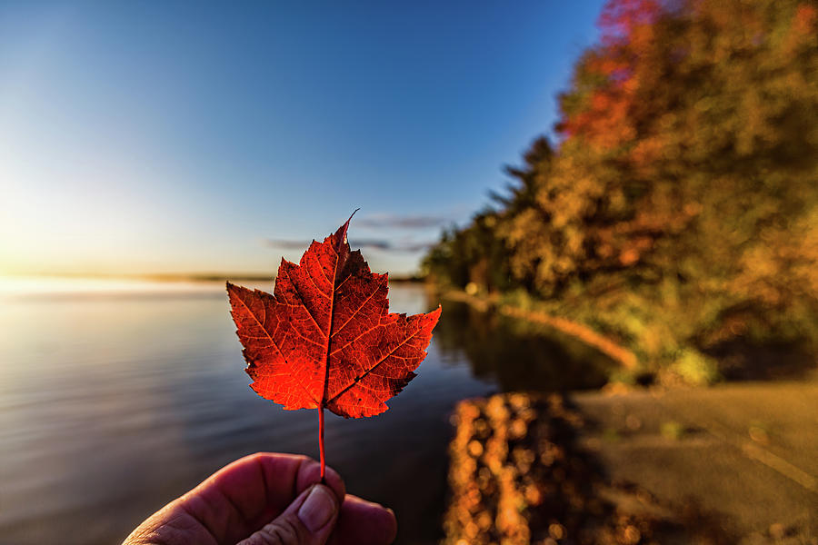 Fall at Higgins Lake Photograph by Joe Holley