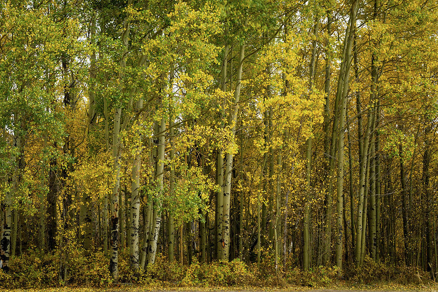 Fall At New Fork Lake, Wyoming Aspen Trees Photograph by Julieta Belmont