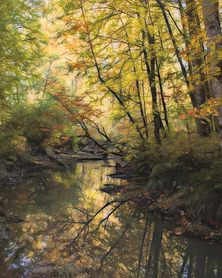 Fall at Salmon Creek Photograph by Iina Van Lawick