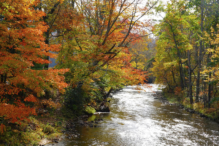 Tree Photograph - Fall at the Pigeon River by Mike McGlothlen