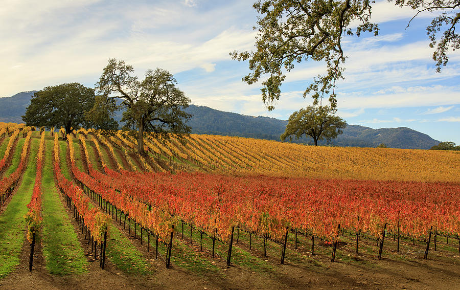 Fall at The Vineyard Photograph by Alice Schlesier