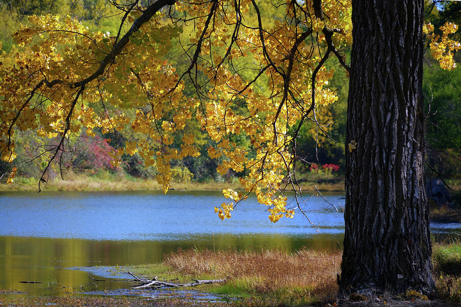 Fall at Two Rivers Photograph by Nikolyn McDonald