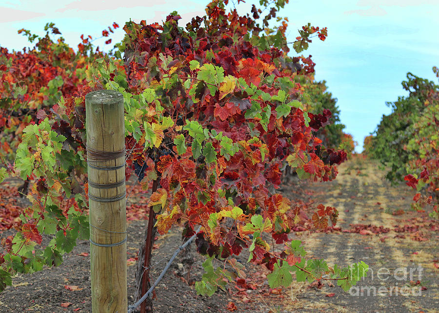 Fall Autumn Colored Wine Vineyard Photograph by Stephanie Laird