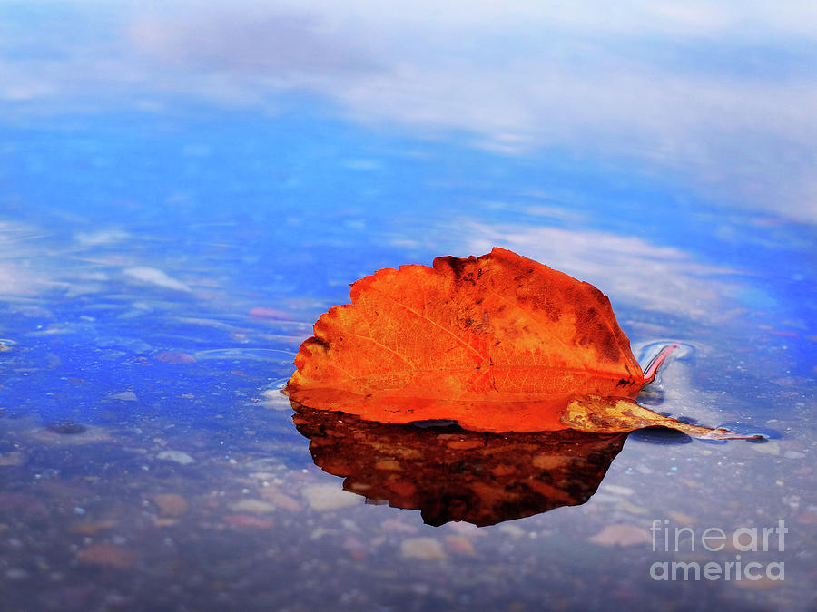 Fall Autumn Leaf in Water with Blue Reflection of Sky Photograph by Lane Erickson