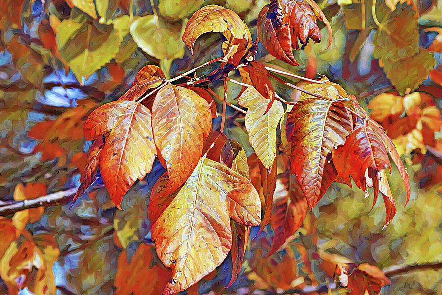 Fall Autumn Leaves Of Hackberry Trees Digital Art