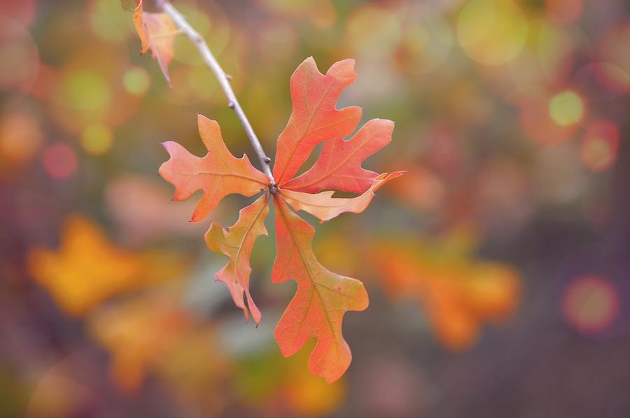 Fall Autumn Oak Leaf Cluster Photograph by Gaby Ethington