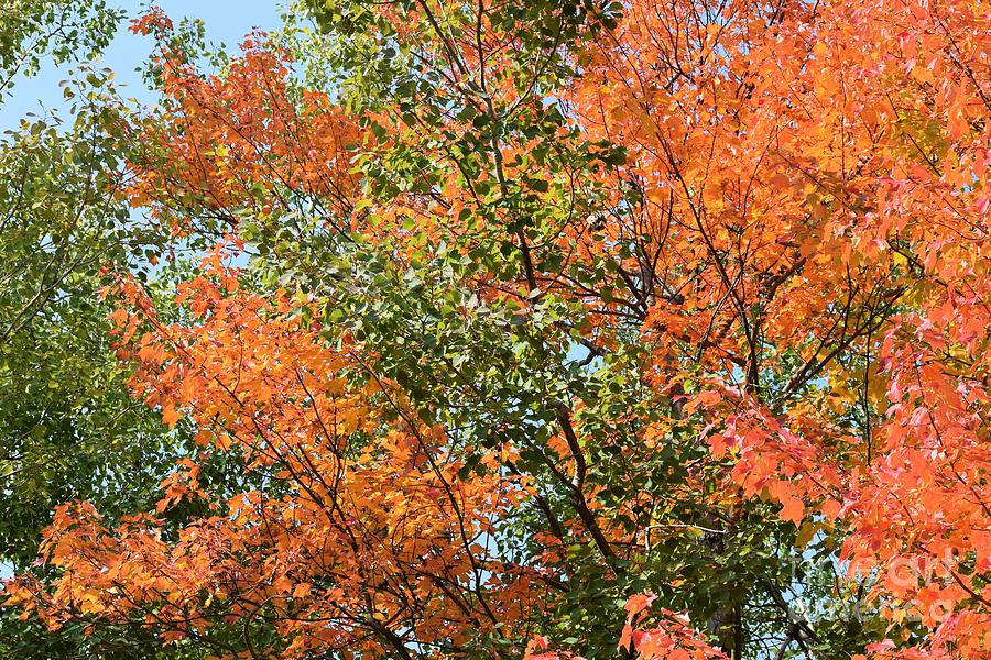 Fall Autumn Photo 139 Photograph by Lucie Dumas