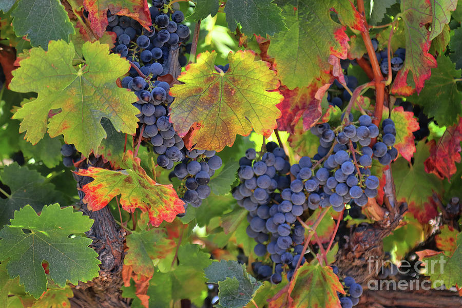 Fall Autumn Wine Grape Vineyard at Harvest Time Photograph by Stephanie Laird
