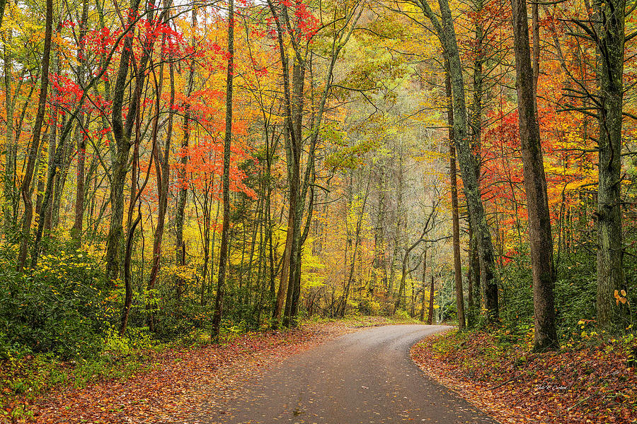 Fall Backroad Photograph by Dale R Carlson