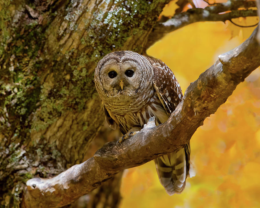 Fall Barred Owl Photograph by CR Courson