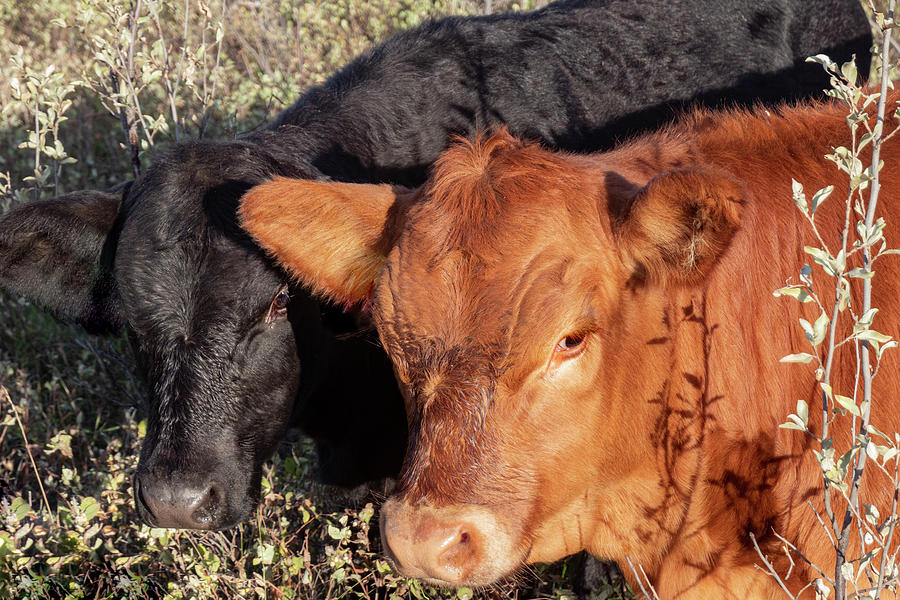 Fall Photograph - Fall Beef Calves by Phil And Karen Rispin
