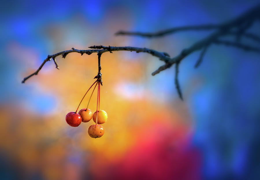 Fall Berries Photograph by Carolyn Derstine