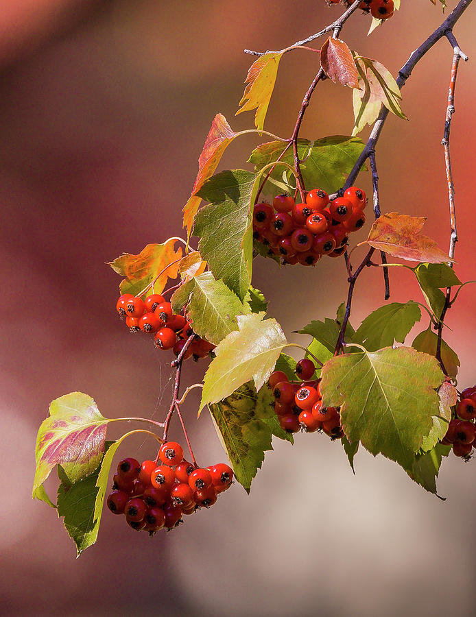 Fall Berries Photograph by Mark Mille