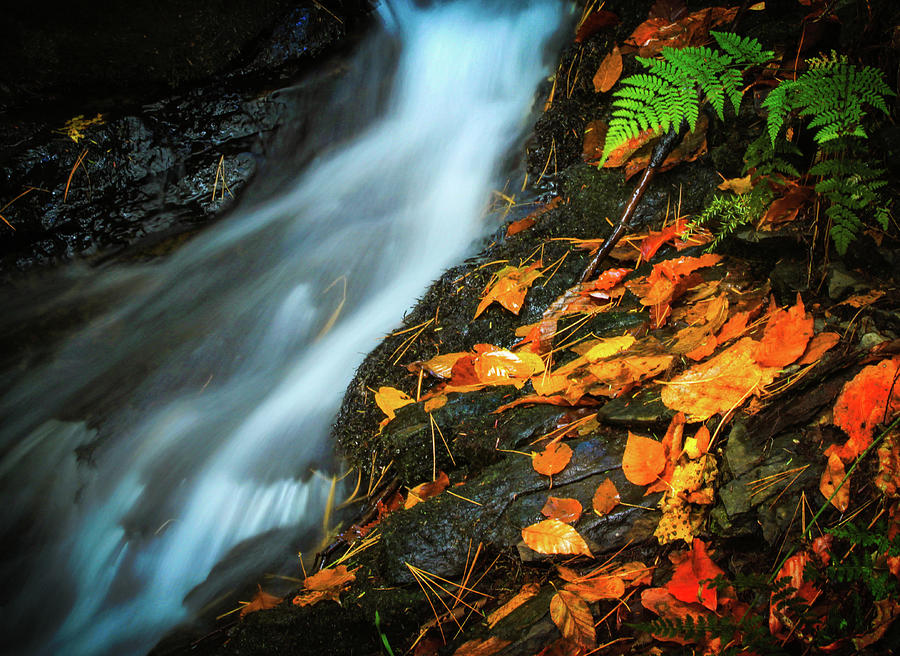 Fall Beside a Forest Stream Photograph by Carolyn Derstine