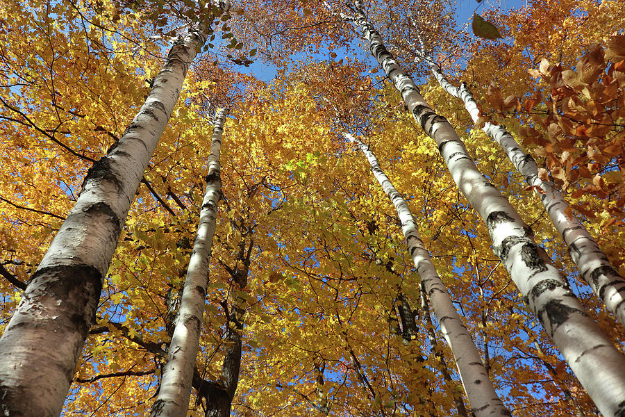Fall Birch Perspective Photograph by David T Wilkinson