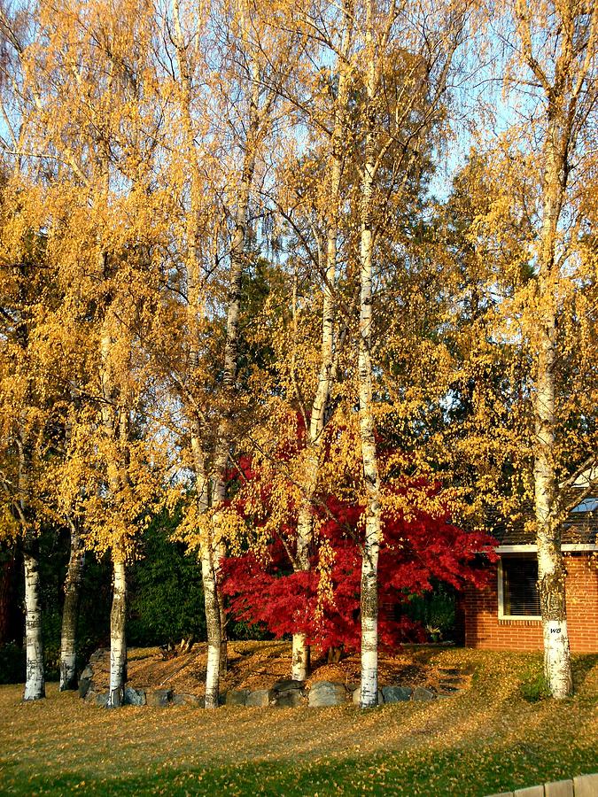 Fall Birch Trees Photograph by Will Borden