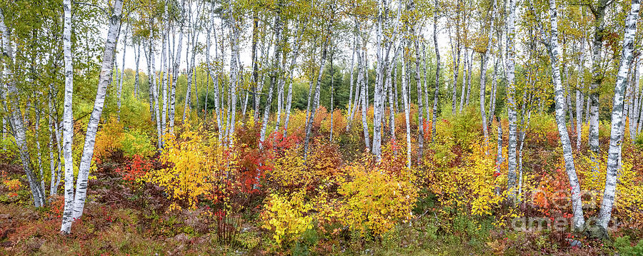 Fall Birches Photograph by Craig Shaknis