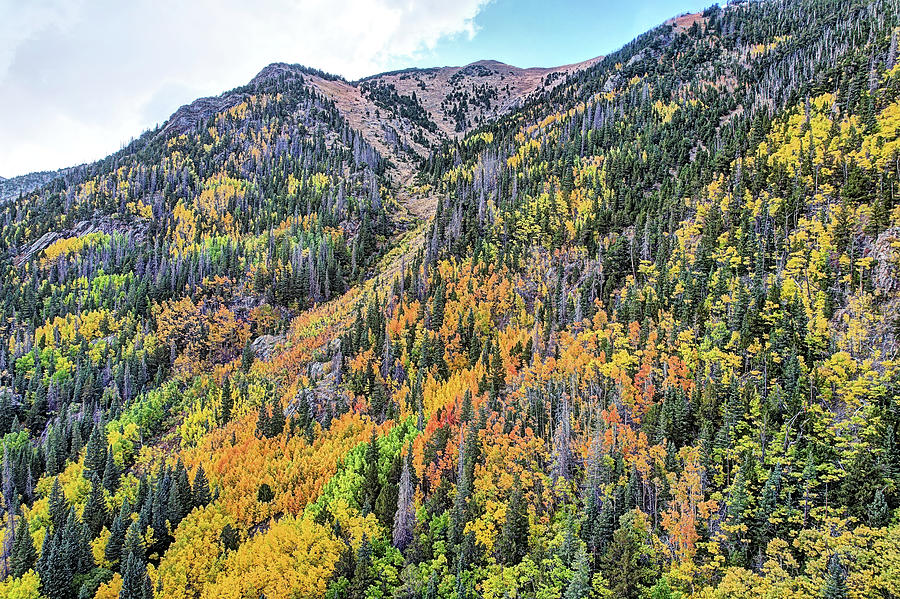 Fall Blend Colorado Photograph by JC Findley
