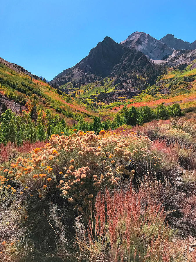 Eastern Sierra Photograph - Fall Bloom by Her Arts Desire