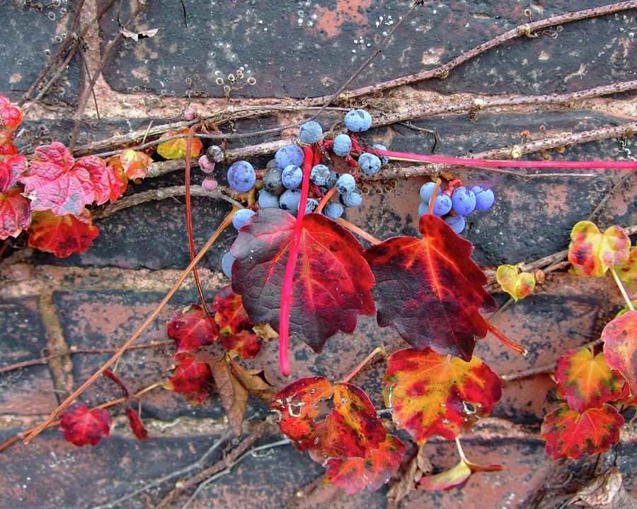 Fall Photograph - Fall Blue Berries by John Sweeney