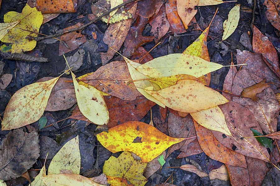 Fall Browns and Yellows 2 061522 Photograph by Mary Bedy